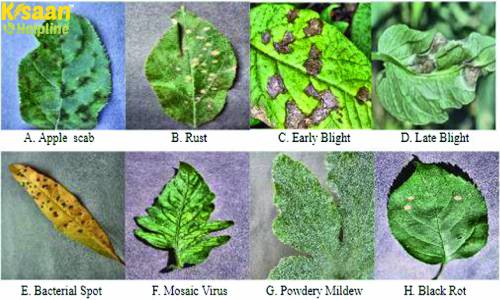 फसलों में रोग जनित बीमारियों की रोकथाम के लिए करना होंगे ये काम, जानिए आसान तरीके